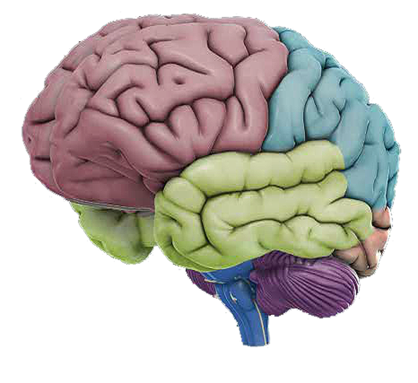 AI Brain